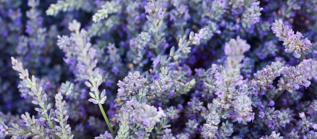 Lavendel olie natuurlijk ingrediënt | Rio Rosa Mosqueta