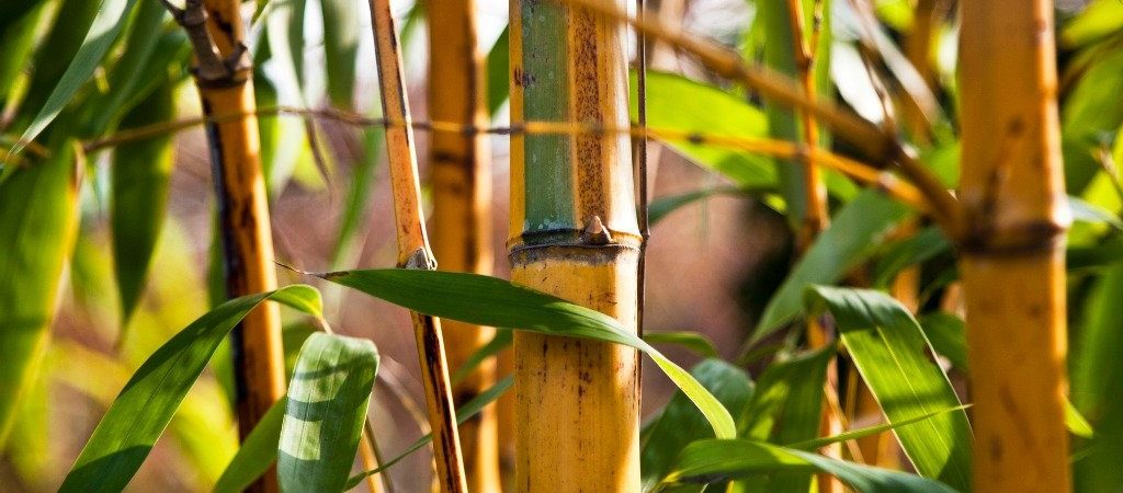 Bamboe natuurlijk ingrediënt | Rio Rosa Mosqueta